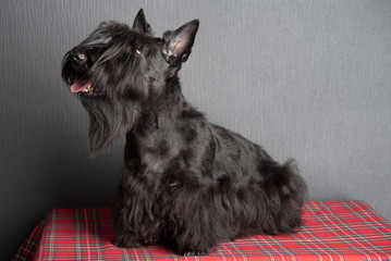 Young scottish terrier on a tartan cloth