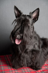 Young scottish terrier on a tartan cloth