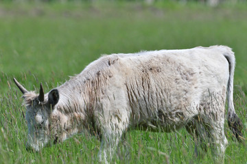 portrait of domestic white cow with horns on grazing