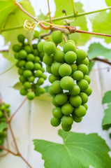 Summer Green Grape Vine