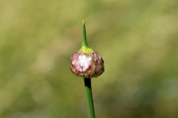 Ciboulette montée en graine