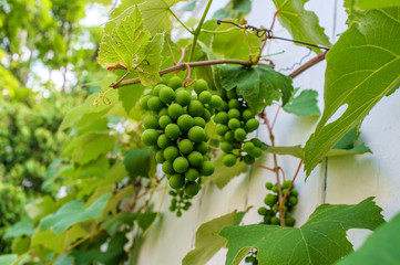 Summer Green Grape Vine