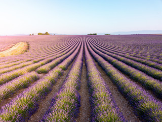 Fototapeta na wymiar Lavender Field at sunrise, as seen from above, in full bloom. Very unique perspective. Valensole Plateau, Provence, France