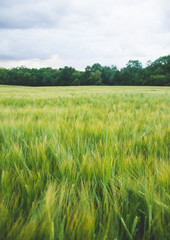 Obraz na płótnie Canvas Wheat field and forest