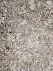 Dirty white alpaca wool fleece soaking in water being cleaned. Vertical background texture.