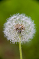 Dandelion spherical seed head close-up