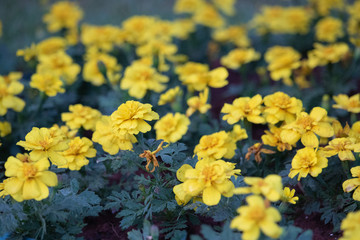 yellow flowers in garden