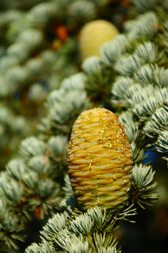 zedernzapfen zeder      Cedrus