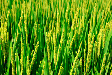 rice field