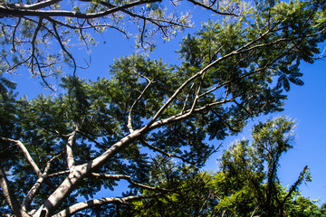 tree and blue sky