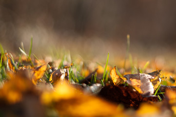 Autmn leaves