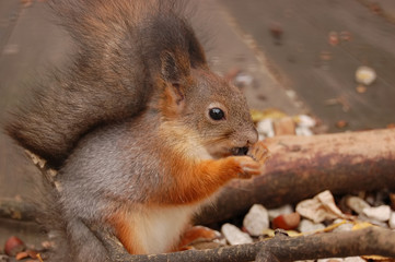 Naklejka na ściany i meble Cute portrait of a little wild squirrel with red legs and a fluffy tail