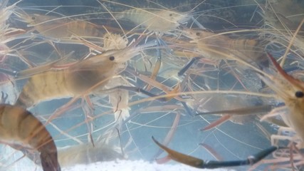 Black tiger shrimp in clear glass cabinets with oxygen bubbles