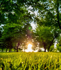 Sunrise with grass in the foreground and trees and sun in the background