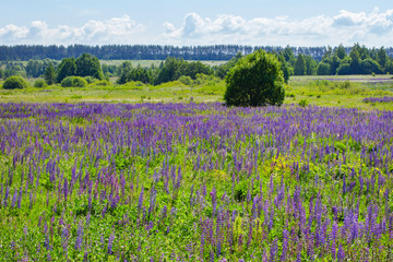 Fototapeta na wymiar Blooming meadow lupins, many Lupinus lupins a field of blue flowers. Background landscape blooming wild lupine meadow. beautiful landscape with wild flowers