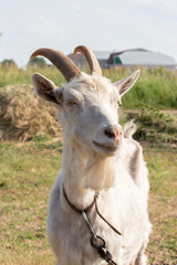 Domestic goat white with horns, portrait close-up. Domestic animal horned goat with a collar, the head of a goat