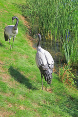 black-necked crane sculpture, state first grade protection animals