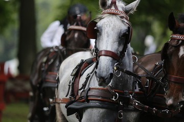 Four horses racing at elite level in Gothenburg, Sweden during summer