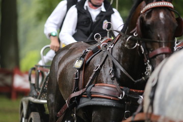 Four horses racing at elite level in Gothenburg, Sweden during summer