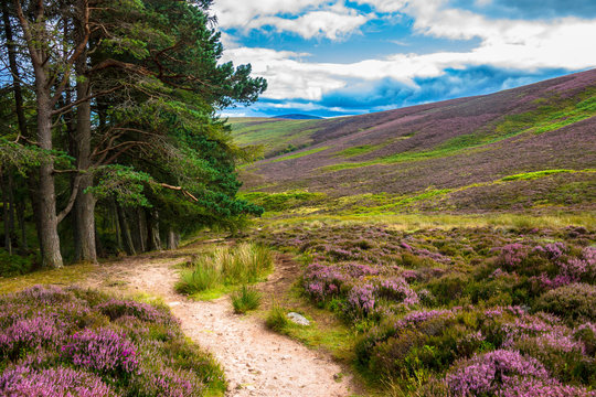 Hiking trail in Cairngorms National Park. Glen Dye, Aberdeenshire, Scotland, UK