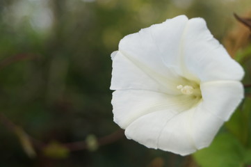 Obraz premium Fiore Bianco