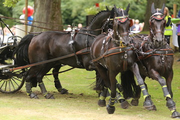Four horses racing at elite level in Gothenburg, Sweden during summer