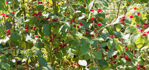 Ch&egrave;vrefeuille des haies ou &agrave; balais (Lonicera xylosteum), arbuste buissonnant &agrave; simples feuilles et &agrave; baies rouges translucides en &eacute;t&eacute;