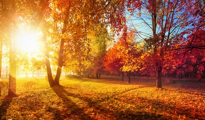 Papier Peint photo Orange Paysage d& 39 automne. Scène d& 39 automne. Arbres et feuilles dans les rayons du soleil