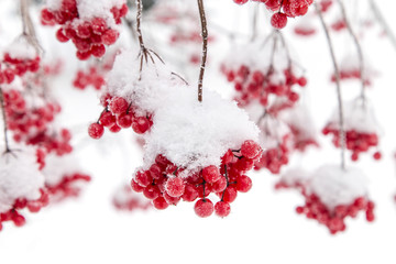 Red viburnum berries.