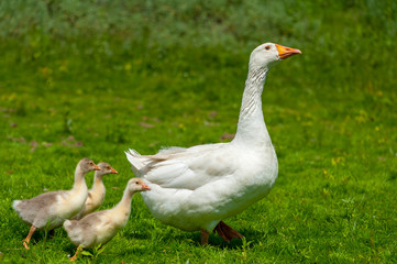 Naklejka na ściany i meble Young geese with mother on the background of nature