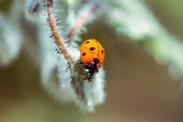 Ladybug with Raindrops
