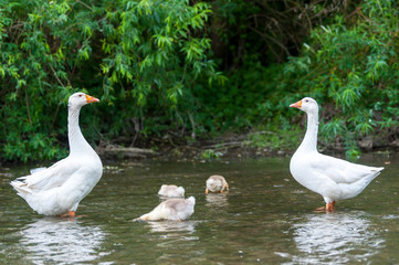 Young geese with mother on the background of nature