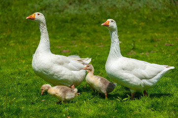 Naklejka na ściany i meble Young geese with mother on the background of nature