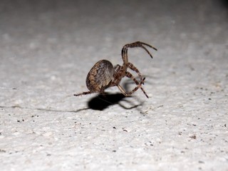 a big black spider on the wall