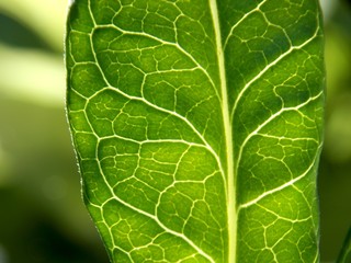 lines on the green list