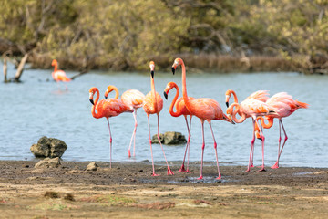 Flamingos in den Salzseen, Bonaire