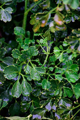 Obraz premium green leaves of a tree