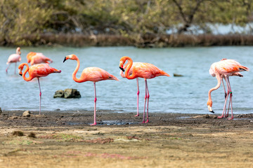 Flamingos in den Salzseen, Bonaire
