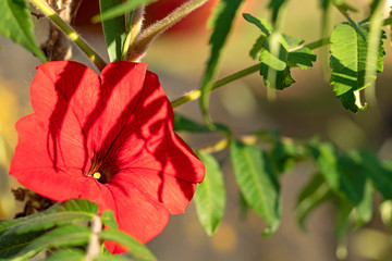 Closeup of Red Petunia Flowers with green leaves