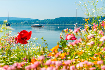 Ferien Sommerzeit am schönen Bodensee mit Blumen	