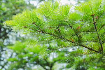 spring and raining season activity concept from beauty and freshness location with green leaf of pine tree in the garden  background