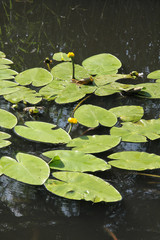 Nuphar lutea water plant with yellow flowers