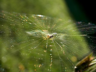 spider web and spider lit by the sun