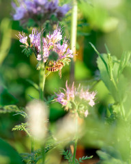 Eine Biene auf einer Feldwiese 