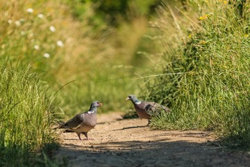 Obraz premium Grey European wood pigeons, Columba palumbus, walking on dry path between green grass with white flowers looking for food. One of them with open beak. Hot sunny summer day. Blurry background.