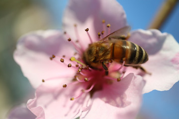 Bee On Peach Blossom