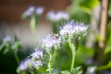 Bumble Bee Hummel Biene Großstadt - Garten