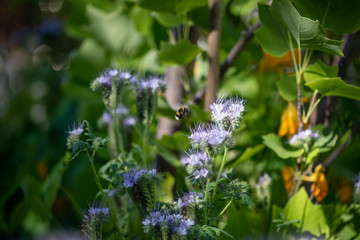 Bumble Bee Hummel Biene Großstadt - Garten
