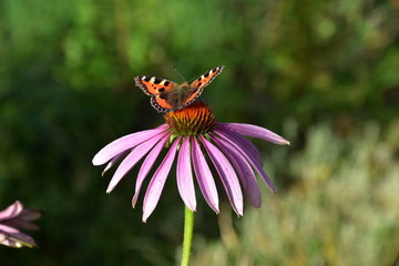 butterfly on a flower