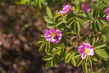 Wild bee pollinating a pink flower of a dogrose